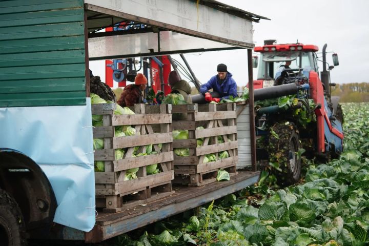 Аграрии заканчивают уборку урожая