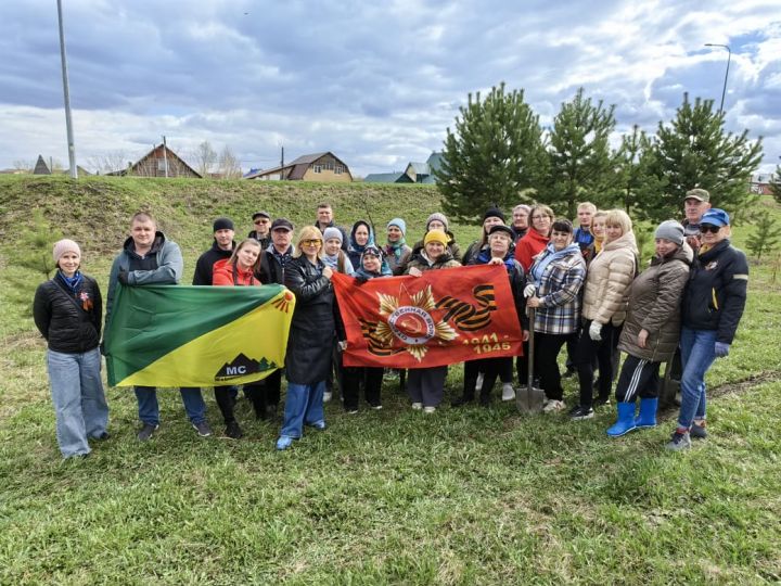 В Новостройке посадили пихты