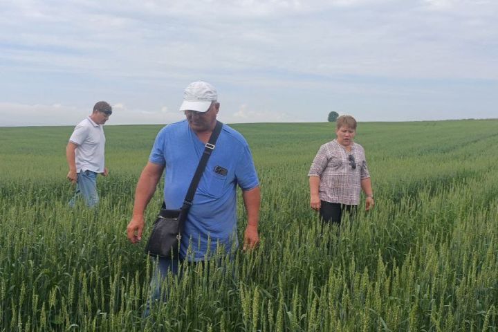 Специалисты оценили итоги посевной