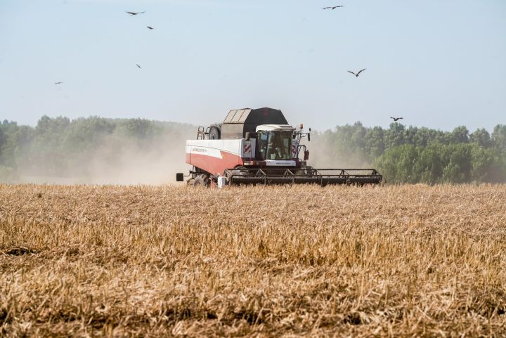 Какой урожай собрали в Кемеровском округе?